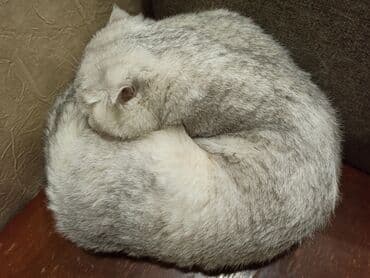 отдам в хорошие руки собаку: Скотиш Фолд (Шотландская вислоухая), 2 года, Мальчик, Серебристая шиншилла, Приучена к лотку — 2