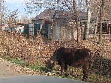 Грызуны: Продаю | Музоо, торпок | На откорм | Привязанные — 2