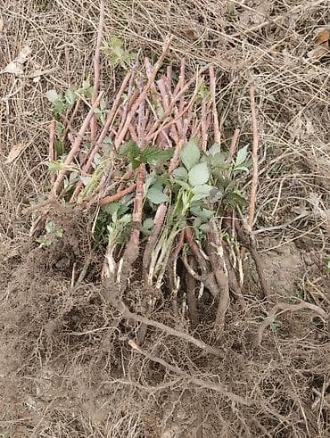 дрова фруктовые: Саженцы малины (корневые отпрыски/делёнки) АЗЫР КАЗЫП КӨЧӨТ ТАРАТЫП — 2
