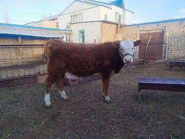 собака девочка: Продаю | Бык (самец) | Полукровка, Герефорд | На откорм | Искусственник — 3