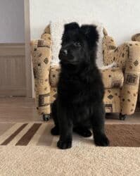 Вязка собак: Продается чистокровный клубный щенок Восточноевропейской овчарки.С — 4