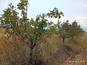 Продажа участков: 300 соток, Договор купли-продажи, Договор дарения — 10