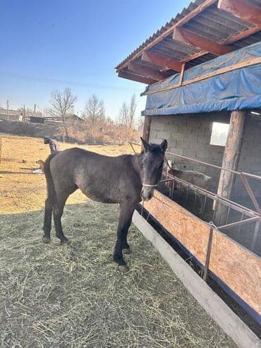 возьму собаку в добрые руки: Продаю | Кобыла (самка) | Полукровка | На забой — 6