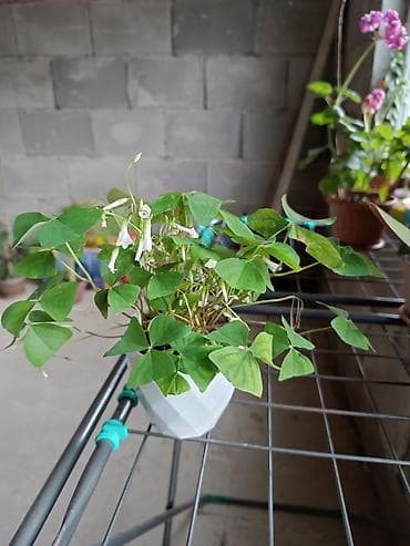 гүл идиш: Комнатные растения — коллекция 1) Боугиенвиллия (Bougainvillea) - — 5