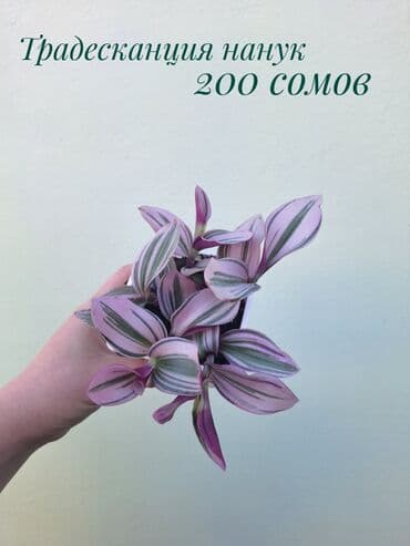 покупка деревьев: ● Комнатные растения (укоренённые черенки, молодые растения, взрослые — 16