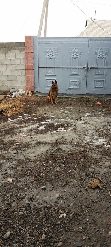 джек рассел терьер купить бишкек: Продаю восточной европейские овчарки самка и кобель по 3,5 года щенок — 5