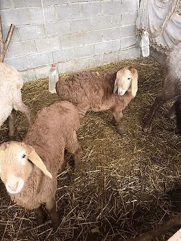 овцы кемин: Продаю | Овца (самка), Ягненок, Баран (самец) | Арашан | Для разведения | Племенные, Матка, Ярка — 4