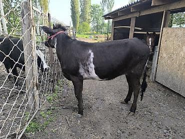 уй жаныбары: Сатам | Кунаажын | Швиц | Бордоп семиртүү үчүн | Байланган — 5