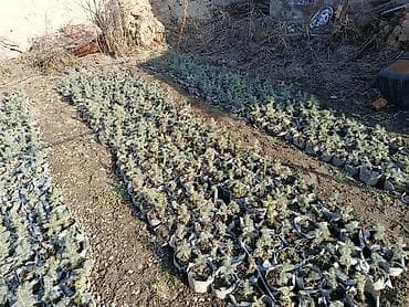 Уруктар жана көчөттөр: Еловые саженцы (голубая ель, Picea pungens) - Сеянцы/молодые саженцы — 3