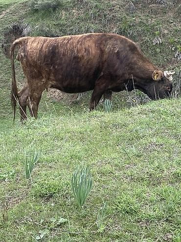 кекилик бишкек: Сатам | Уй (ургаачы) | Байланган — 5