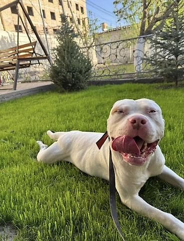 Питбуль, 1 год, Самец, С родословной