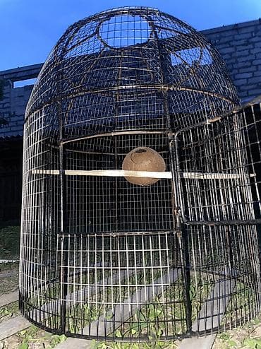 Үй жана бакча үчүн баардык: Канаттуулардан коргоочу торлор — 3