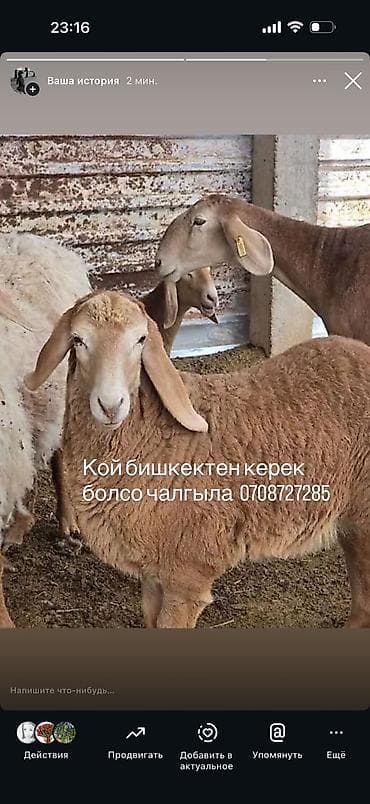 Угловые диваны: Модульный диван, Новый — 1