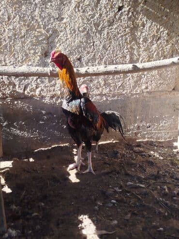 li9 цена бишкек: Электрдик велосипеддер, Колдонулган — 4