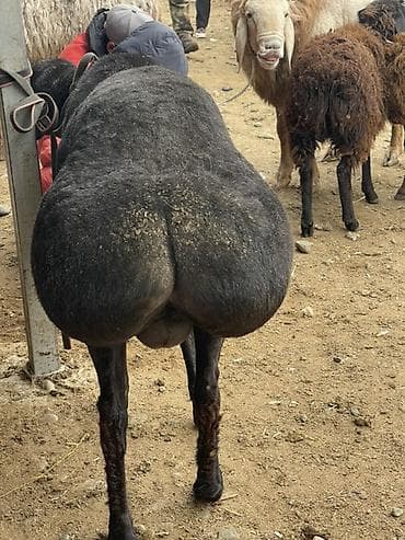 веревка аркан: Продаю | Баран (самец) | Для разведения | Осеменитель — 3