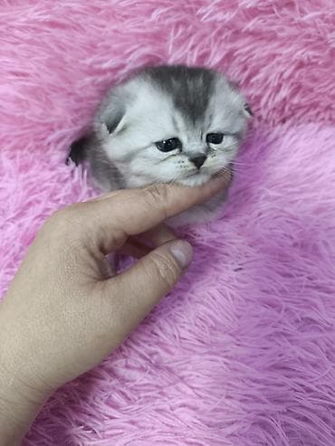 Животные: Открыта бронь, котятам месяц, есть фолды и страйты, мальчики и — 1