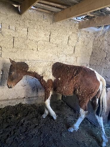 ат жаныбар: Сатам | Тай | Көбөйтүү үчүн — 4