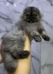 скоттиш фолд шотландская вислоухая кошка: Порода: шотландская вислоухая (Scottish Fold), длинношёрстный тип — 3