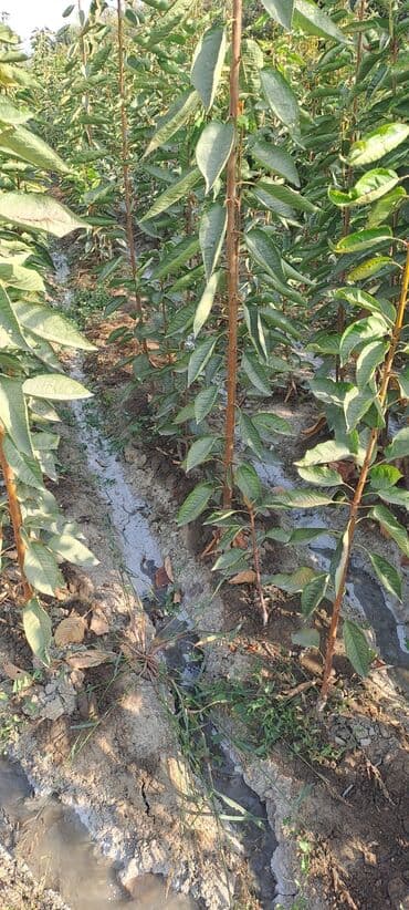 уголь каракече бешсары шабыркуль каражыра доставка бишкек купить фото: Всем Ассаламу алайкум гилас кочоттор сатылат сорту воловой 3 деген — 7