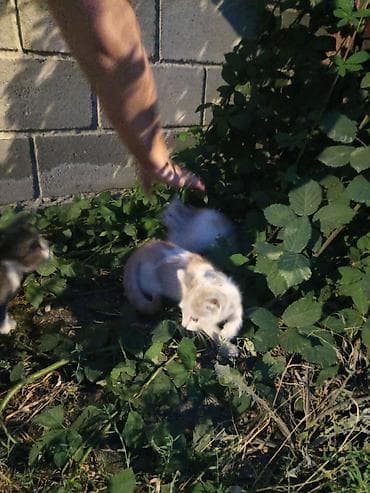 кролики бишкек: Отдам в добрые руки трех котят. Описание: - Возраст: ориентировочно — 5