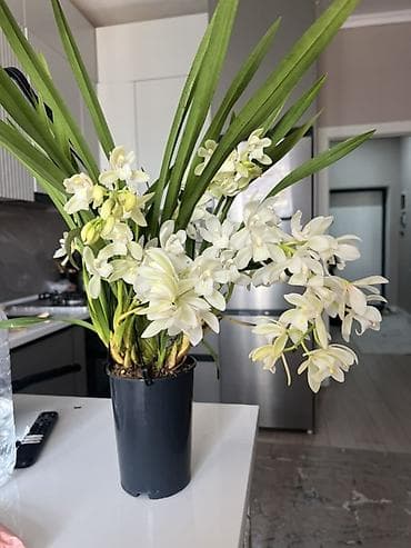 мир света: Орхидея в горшке — белоцветковый сорт (похож на цимбидиум мини). - — 2