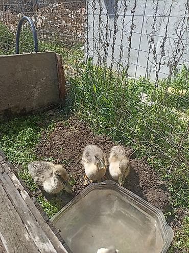 сколько стоит яйцо павлина: Утята (домашняя водоплавающая птица) - Порода: двор (смешанная) — 4