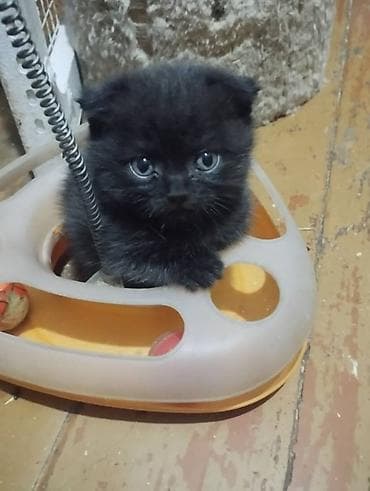 scottish fold: В ПРОДАЖЕ ОЧАРОВАТЕЛЬНЫЙ, ШУСТРЫЙ МАЛЬЧИК ШОТЛАНДЕЦ, СКОТТИШ ФОЛД — 2