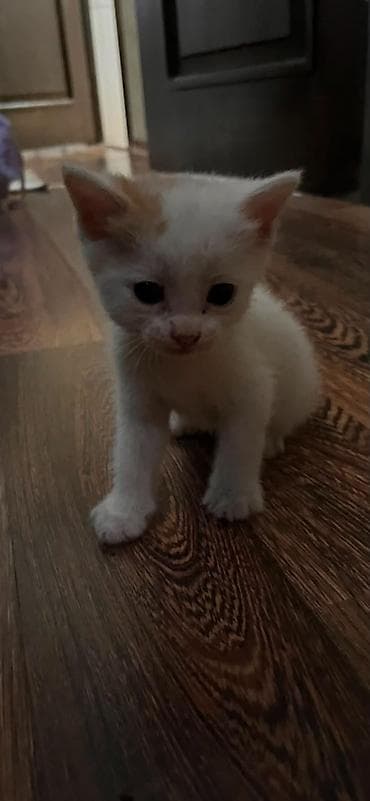 отдам кота даром: Кошка даром: Беспородная, 1 месяц, Девочка — 7