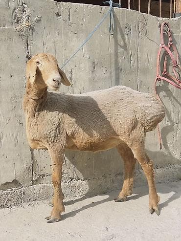 овес купить: Продаю | Ягненок | Полукровка, Арашан | Для разведения | Ярка — 4