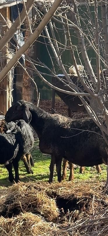 мастит: Продаю | Овца (самка) | Эдильбаевская, Арашан | Для разведения | Матка — 4