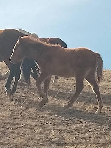 кок талаа: Сатам | Байтал — 2