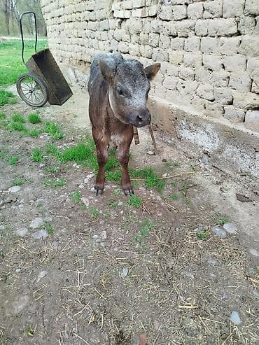 коне корсе: Продаю | Бык (самец) | Бельгийская | На откорм | Привязанные — 5