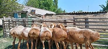 котята цена: Продаю | Овца (самка) | Арашан | Для разведения | Матка — 3