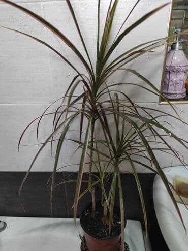 семена адениума купить: Көчөттөр гүлдүн: Флокстор — 29