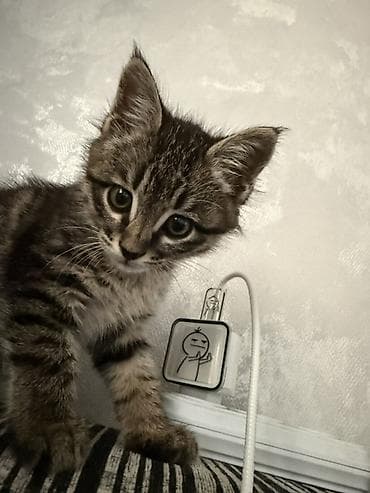 бурманская кошка: Котёнок метис — 1