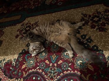 tuxedo порода кошек цена: Скотиш Фолд (Шотландская вислоухая), 3 месяца, Мальчик, Приучена к лотку, Проглистована — 1