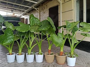 продаю роза: Алоказия (Alocasia) в декоративных горшках - Крупные — 1