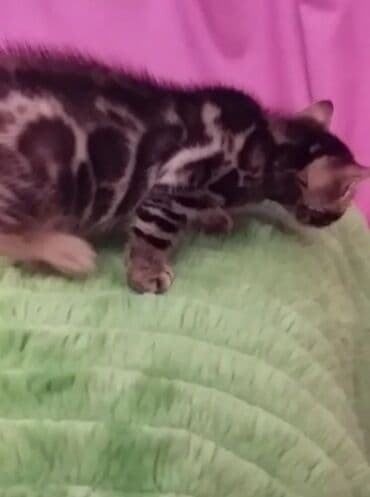 леопардовая кошка цена: Бенгальские котята !!! домашние. мини леопардики. Друзья у нас — 27