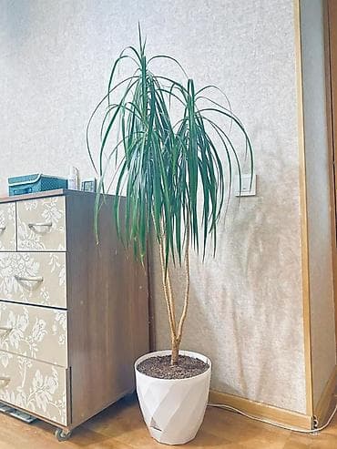 драцену маргината: Комнатное растение — драцена (высокая форма с узкими свисающими — 1