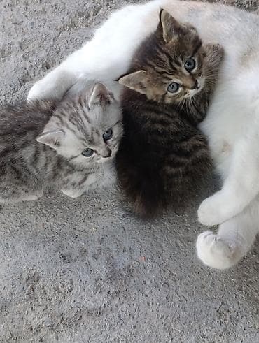 cat sofa: Котята от домашней кошки. Описание: - Помёт из двух котят: один — 1