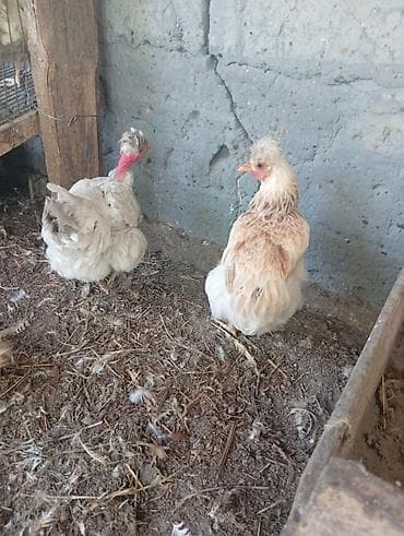 животные на продажу: Продаю домашних курей. цыплят молодняк 2-3 месячных. можно выбрать — 2