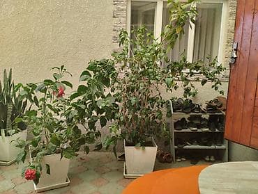 Комнатные растения в кашпо - Монстера делициоза (Monstera deliciosa) — 3