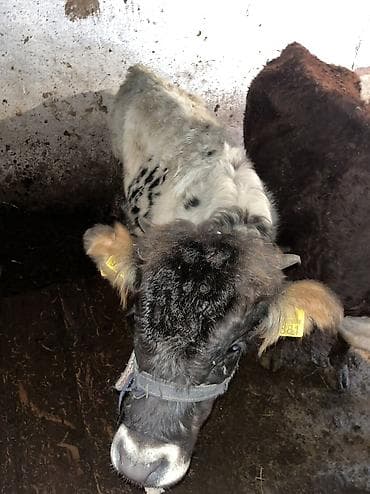 Грызуны: Продаю | Бык (самец) | На откорм, Для разведения — 3