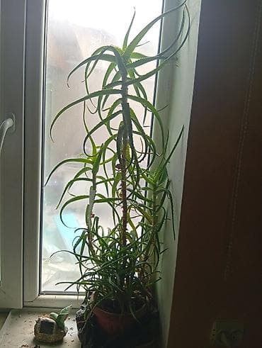 Алое (Aloe) в горшке — взрослые крупные экземпляры. Описание: -