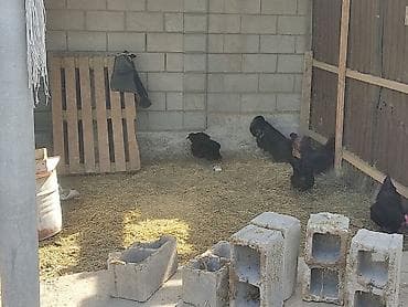 козий сыр: Продаю | Куры | Домашняя | Несушки — 2