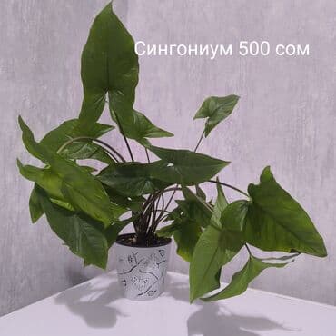 фруктовые корзины: Монстера Альба, традисканция зебрина,Дифенбахия, Сингониум — 4