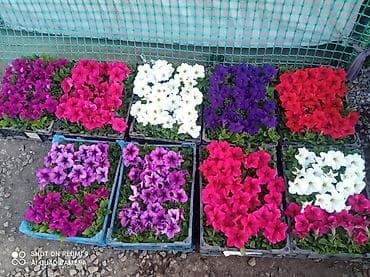 саженцы цветов: Рассада цветущих однолетников в кассетах - Бархатцы (Tagetes) — 10