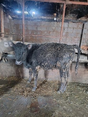 Үй жаныбарлары үчүн товарлар: Сатам | Музоо | Бордоп семиртүү үчүн | Байланган — 4