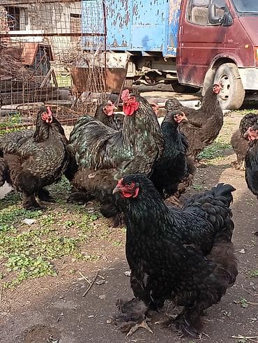 курицы: Продаю | Инкубационные яйца | Брама | Для разведения — 4
