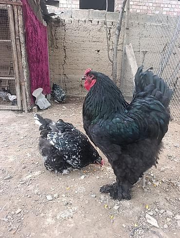 бетховен собака: Продаю | Куры | Брама | Для разведения — 1